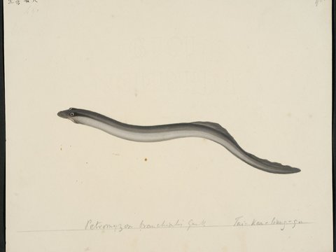 复古手绘水彩海鱼插画，手绘鱼类插画448