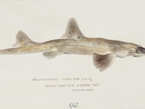 复古手绘水彩海鱼插画，海鱼图78