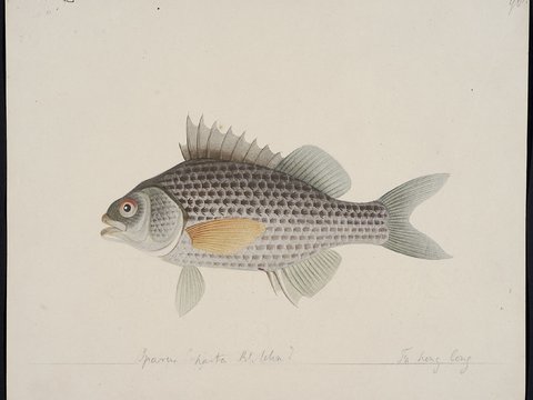 复古手绘水彩海鱼插画，手绘鱼类插画95