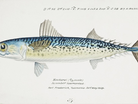  复古手绘水彩海鱼插画，海鱼图88 