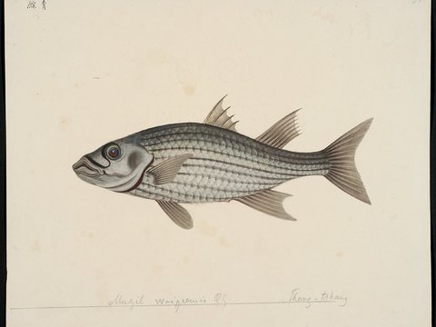  复古手绘水彩海鱼插画，手绘鱼类插画49 