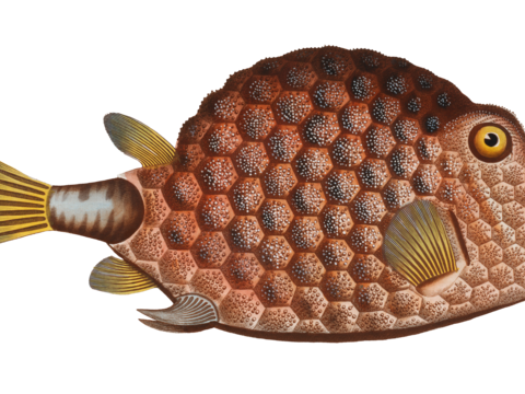  高清复古写实鱼类插画,海洋动物插画67 