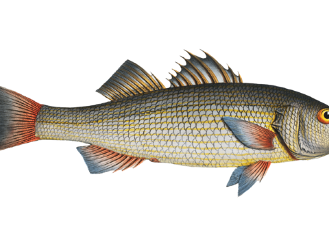  高清复古写实鱼类插画,海洋动物插画86 