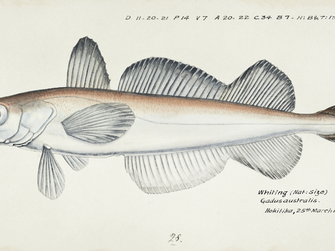 复古手绘水彩海鱼插画，海鱼图97