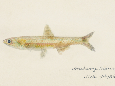  复古手绘水彩海鱼插画，海鱼图42 