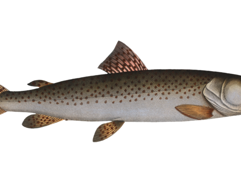  高清复古写实鱼类插画,海洋动物插画97 