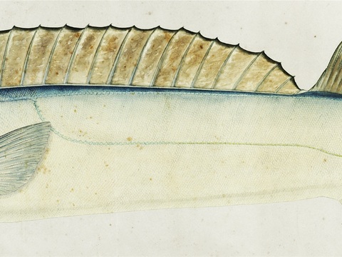  复古手绘水彩海鱼插画，海鱼图35 