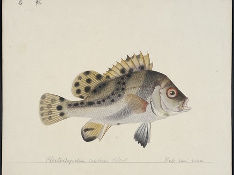  复古手绘水彩海鱼插画，手绘鱼类插画160 