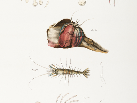 复古海洋鱼类插画，虾蟹贝插画14