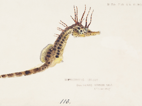 复古海洋鱼类插画，虾蟹贝插画1