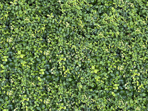  地衣，杂草，野草地51 