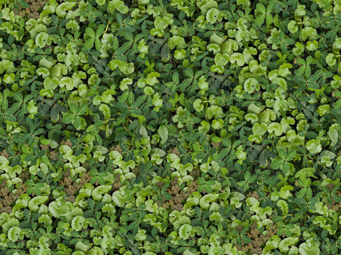  地衣，杂草，野草地64 