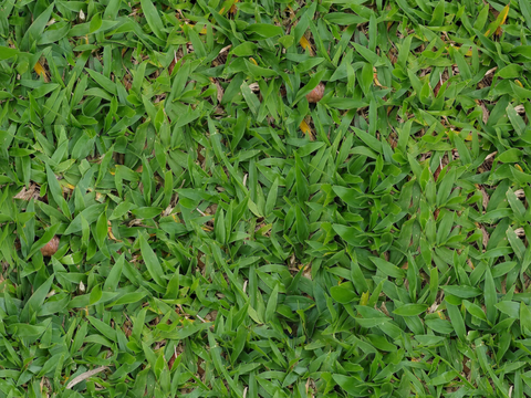 地衣，杂草，野草地57