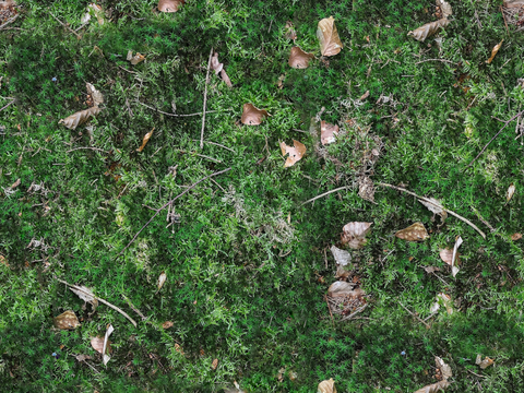  地衣，杂草，野草地52 