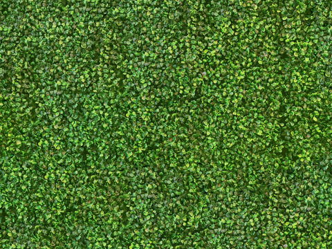  地衣，杂草，野草地5 