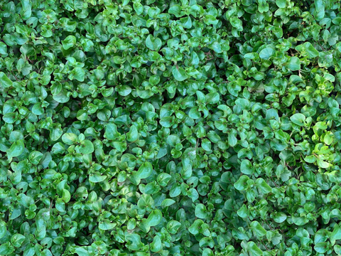 地衣，杂草，野草地48