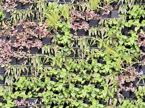 垂直绿植墙，生态绿植墙绿化墙131