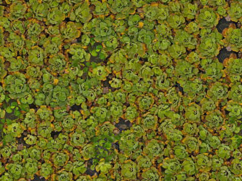  地衣，杂草，野草地49 