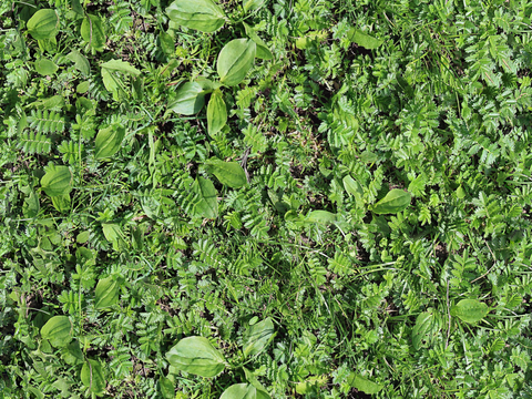 地衣，杂草，野草地59