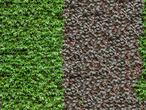 垂直绿植墙，生态绿植墙绿化墙189