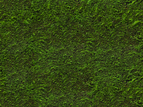 地衣，杂草，野草地56