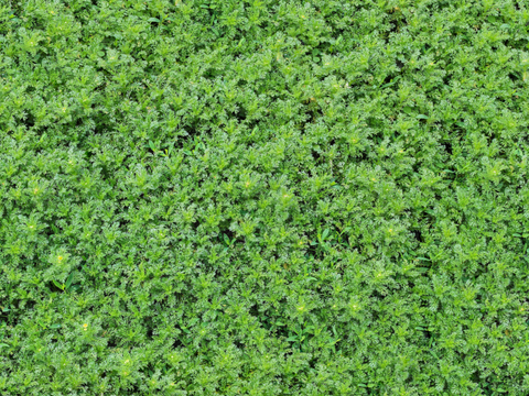 地衣，杂草，野草地42