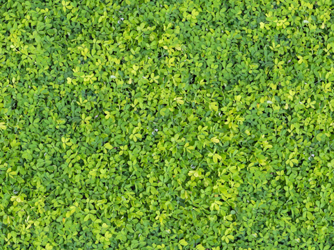 地衣，杂草，野草地47