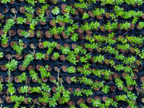  垂直绿植墙，生态绿植墙绿化墙205 