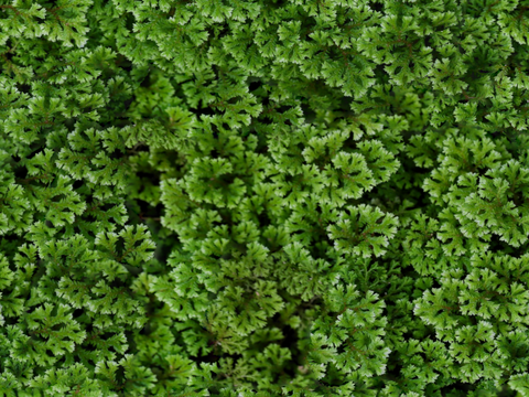 地衣，杂草，野草地50