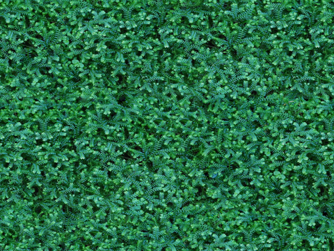 地衣，杂草，野草地38