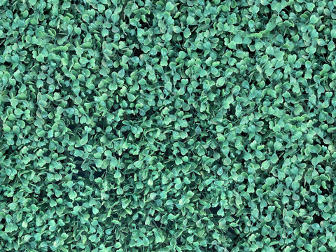  地衣，杂草，野草地71 