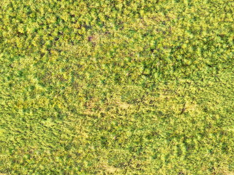 地衣，杂草，野草地33