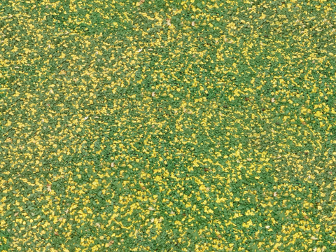 地衣，杂草，野草地66