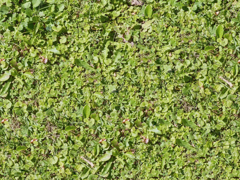 地衣，杂草，野草地32