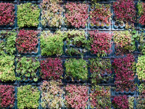  垂直绿植墙，生态绿植墙绿化墙251 