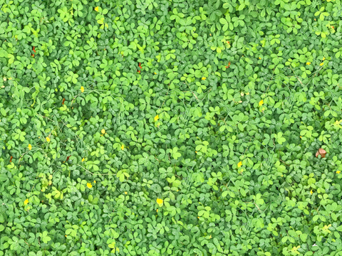 地衣，杂草，野草地46