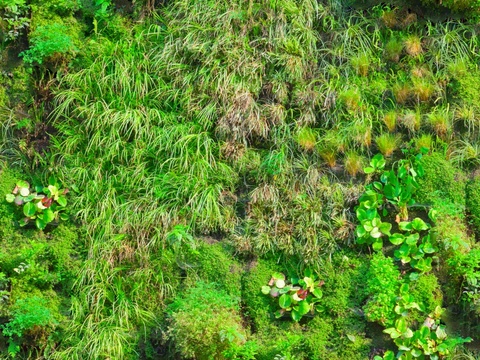 垂直绿植墙，生态绿植墙绿化墙18