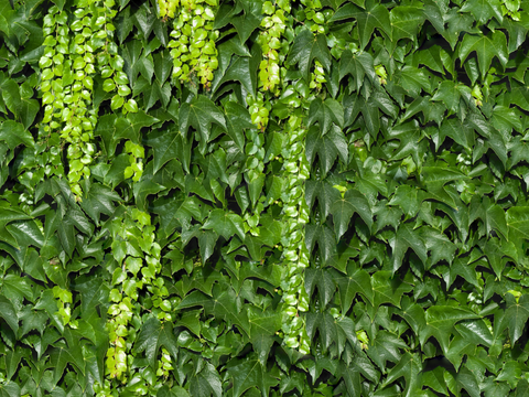垂直绿植墙，生态绿植墙绿化墙165