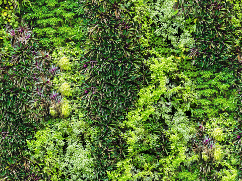  垂直绿植墙，生态绿植墙绿化墙70 