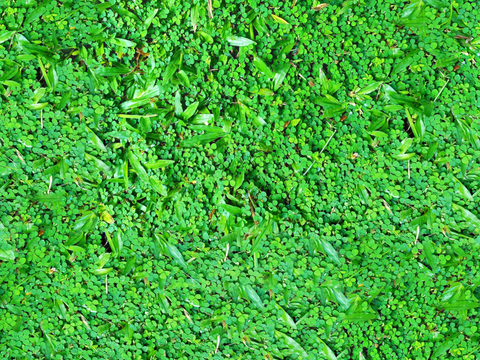 地衣，杂草，野草地53