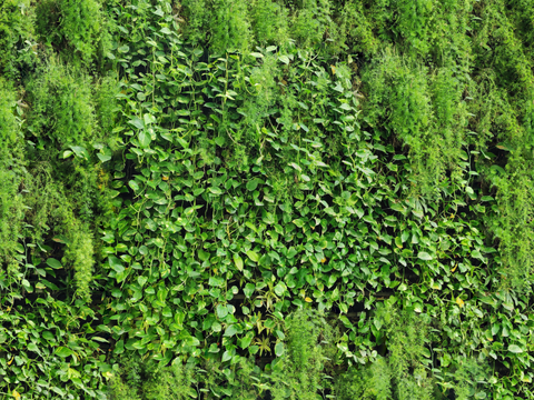  垂直绿植墙，生态绿植墙绿化墙210 