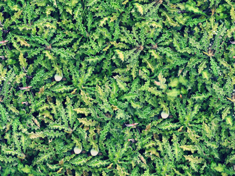 地衣，杂草，野草地14