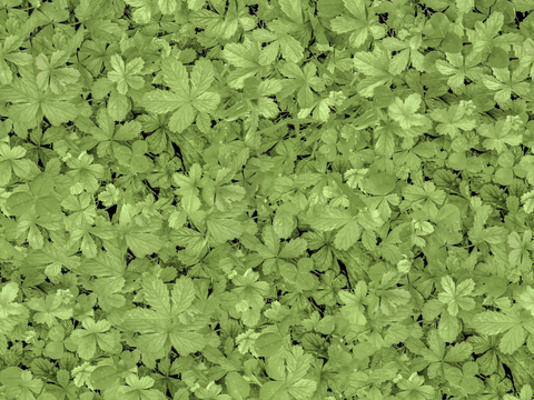 地衣，杂草，野草地30