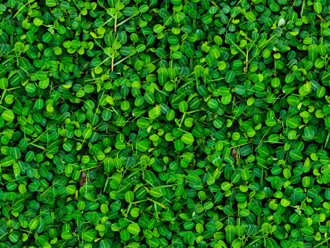 地衣，杂草，野草地34