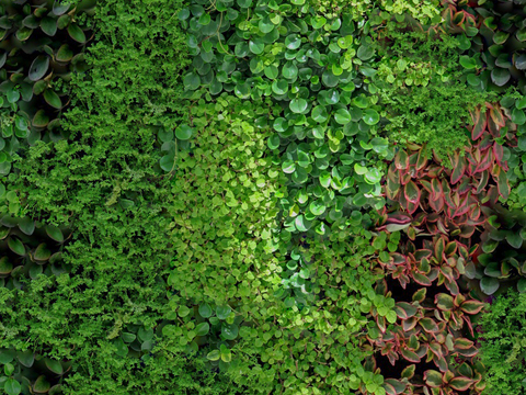  垂直绿植墙，生态绿植墙绿化墙24 