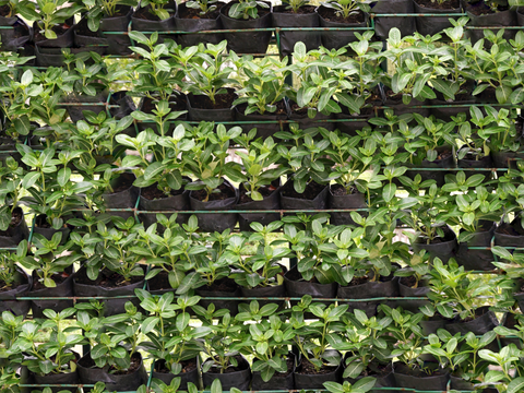  垂直绿植墙，生态绿植墙绿化墙235 