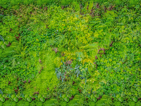 垂直绿植墙，生态绿植墙绿化墙12