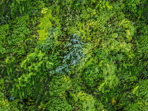 垂直绿植墙，生态绿植墙绿化墙136