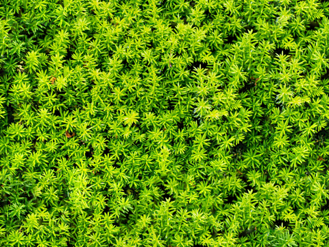 地衣，杂草，野草地41