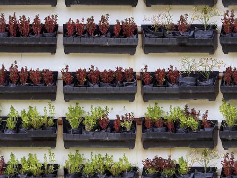  垂直绿植墙，生态绿植墙绿化墙241 